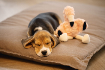 Preview: Beeztees Puppy Kuscheltier Flamingo Preview: Beeztees Puppy Kuscheltier Flamingo