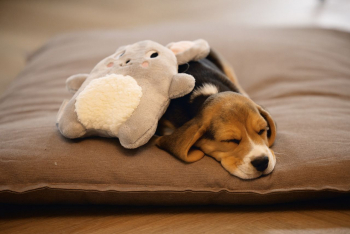 Preview: Beeztees Puppy Kuscheltier Snoet Preview: Beeztees Puppy Kuscheltier Snoet