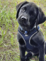 Preview: Nobby Hundegeschirr Cayo