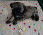 Preview: Topmast Hundekissen Teddyfell-Fleece