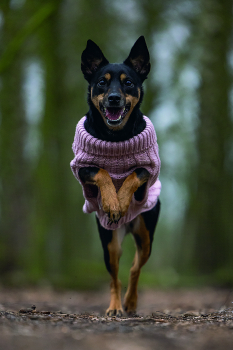 Preview: Karlie Sweater Haida pink designed by Lotte