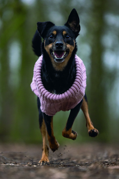 Karlie Sweater Haida pink designed by Lotte