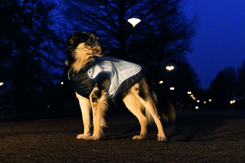Beeztees Hundemantel Allia grau