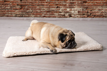 Beeztees Memory Foam Liegekissen Ito