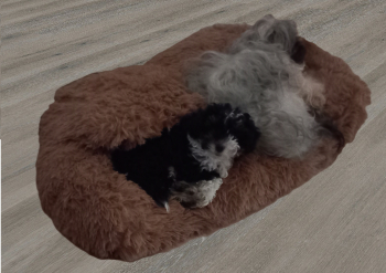 Preview: Topmast Fluffy Hunde Sofa taupe