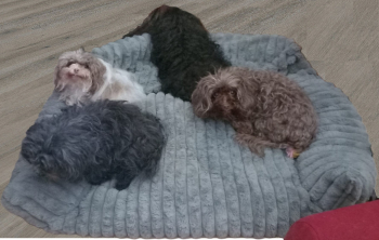 Preview: Topmast Hunde Sofa gerippter Plüsch