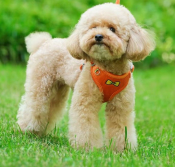Weiches Plüsch-Hundegeschirr + Leine - Komfort - orange