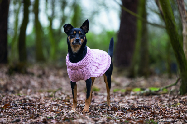 Karlie Sweater Haida pink designed by Lotte