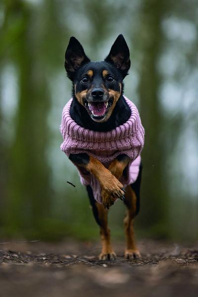 Karlie Sweater Haida pink designed by Lotte