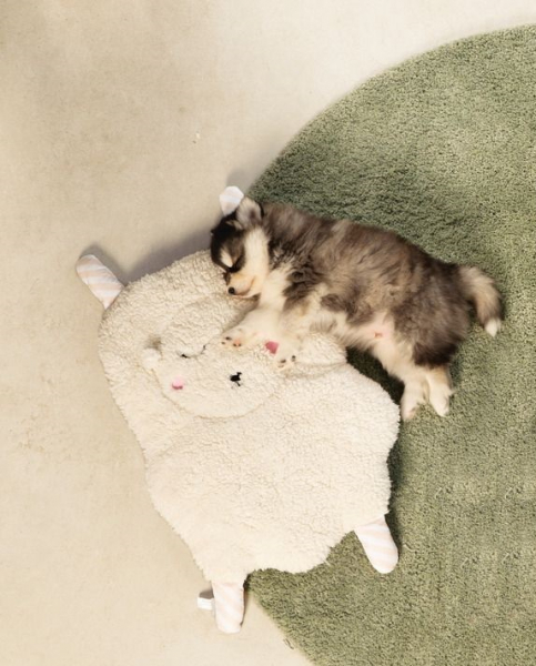 Karlie Puppy Duftuch Sjiepo Beeztees