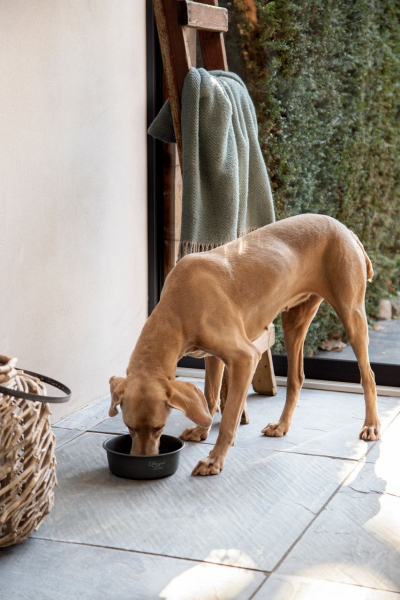 Hundenapf Feribo designed by Lotte