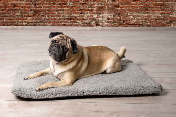 Beeztees Memory Foam Liegekissen Ito