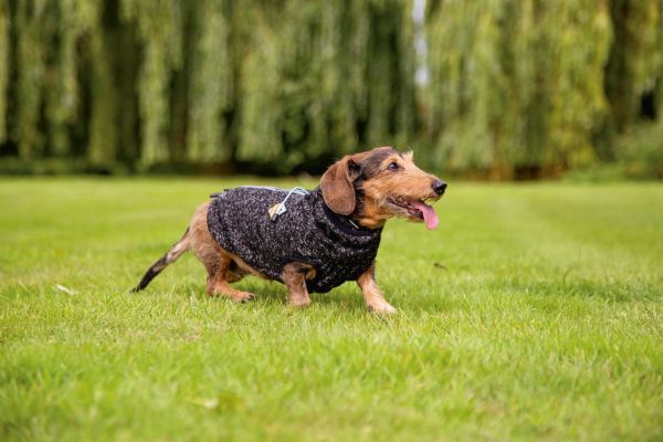 Beeztees Hundepullover Celia