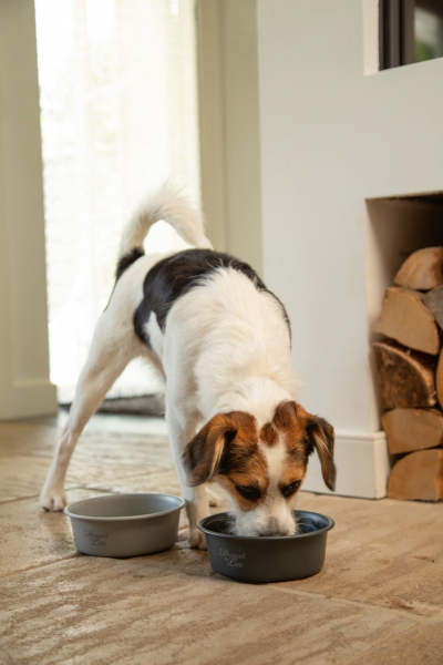 Hundenapf Feribo designed by Lotte