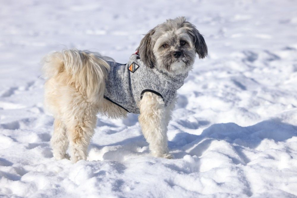 Beeztees Hundepullover Celia