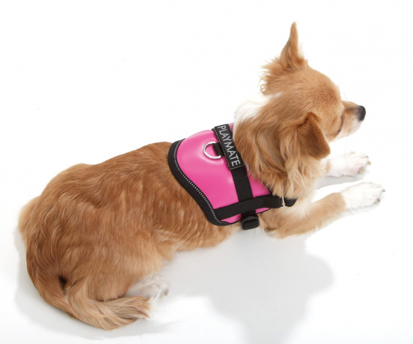 Karlie Geschirr Teeny Weeny