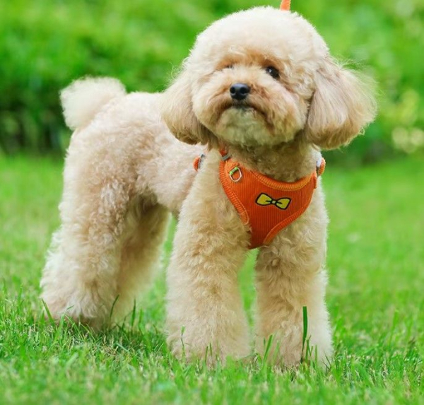 Weiches Plüsch-Hundegeschirr + Leine - Komfort - orange