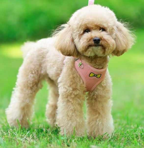 Weiches Plüsch-Hundegeschirr + Leine - Komfort - rosa