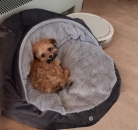 Topmast Hundeplüschbett